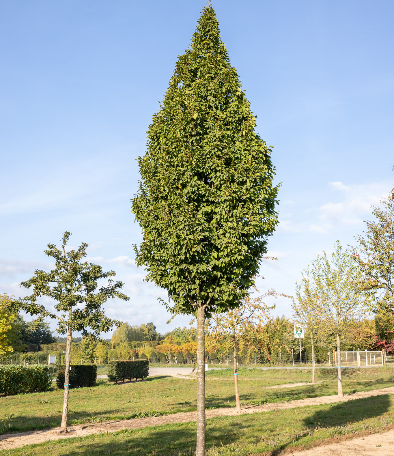 carpinus-betulus-s-ulen